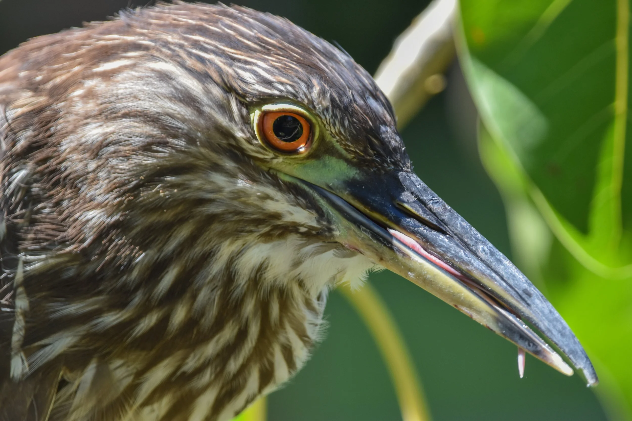 Joe DiMartino - Heron in Hawaii