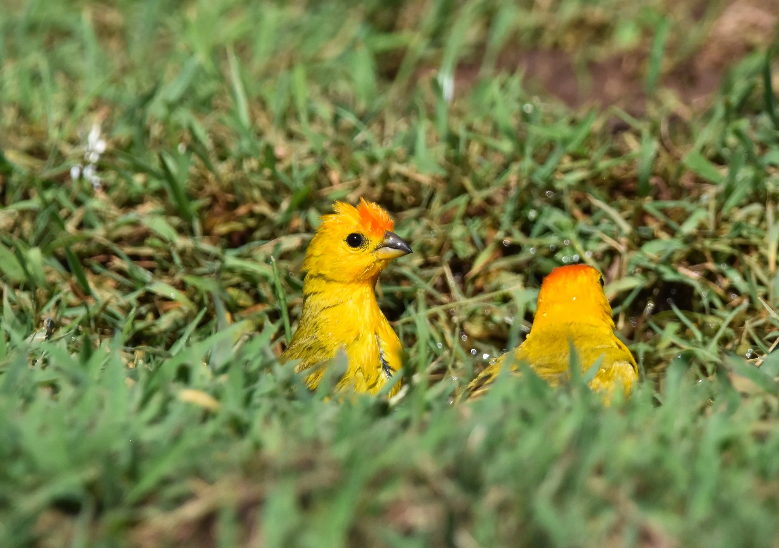 Joe DiMartino - Saffron Finches in Water