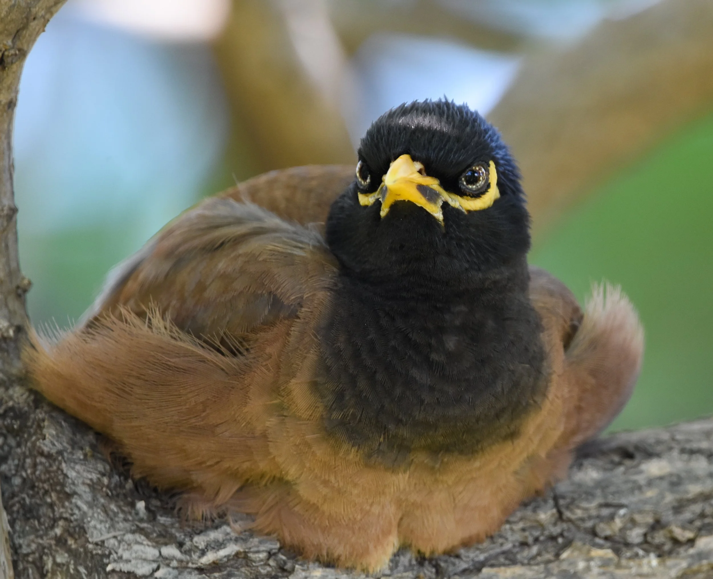 Joe DiMartino - Common Myna