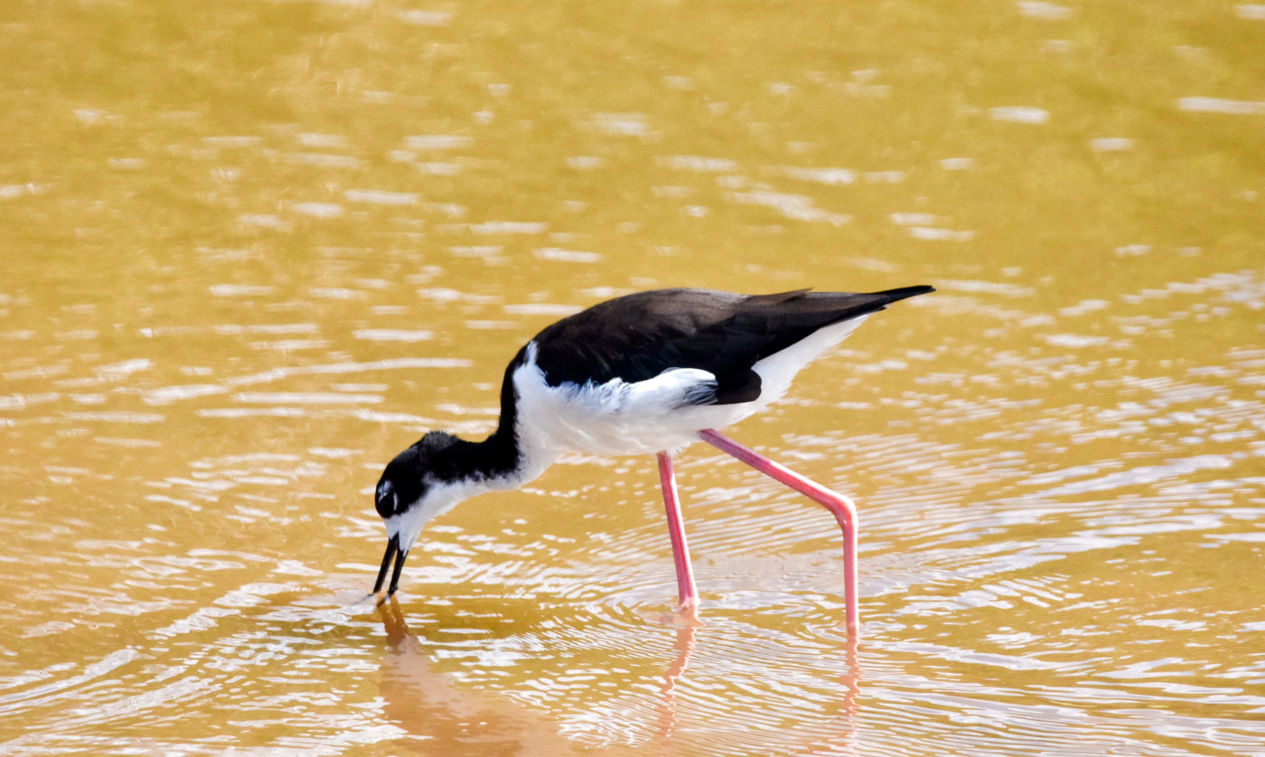 Joe DiMartino - Hawaiian Stilt