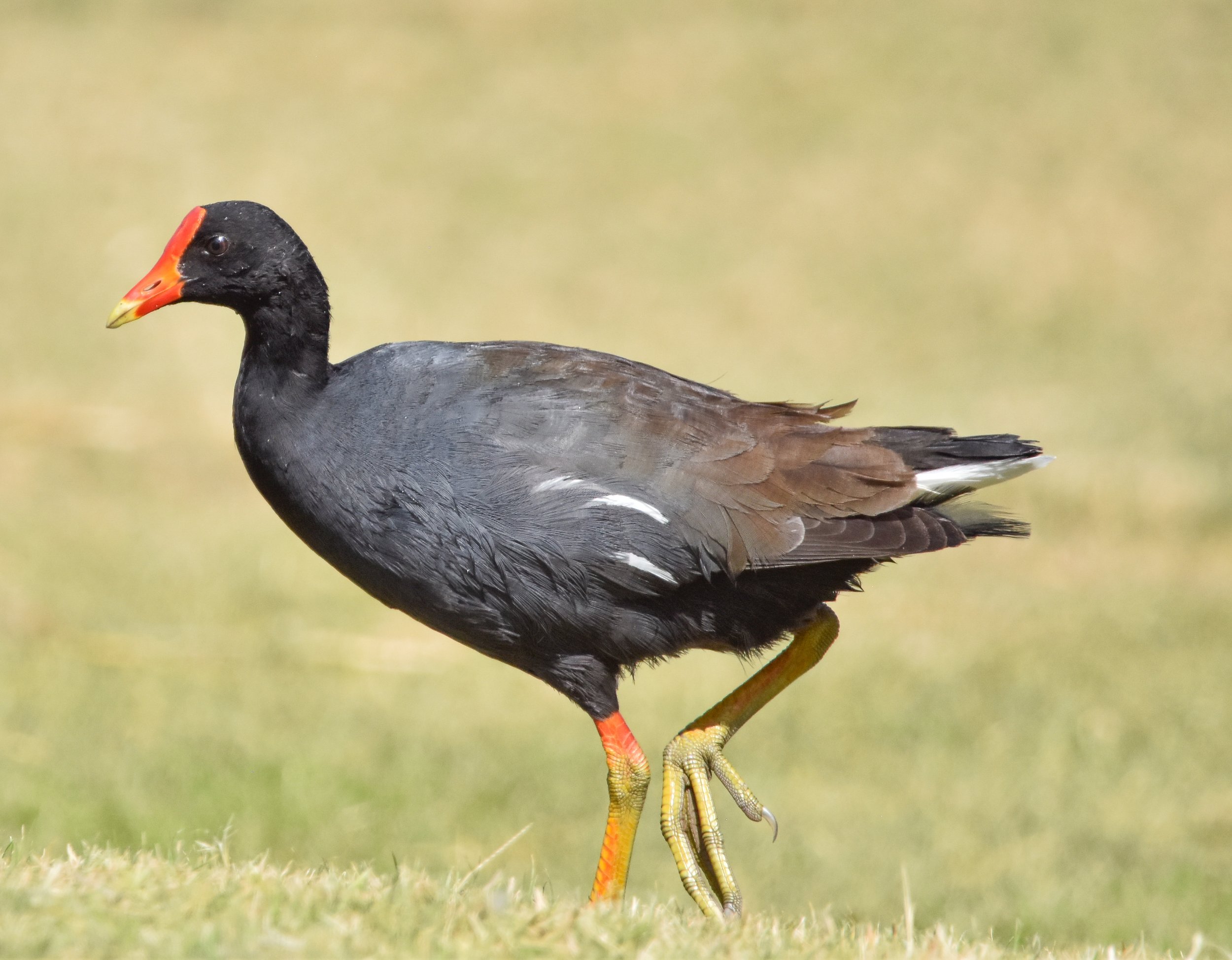 Joe DiMartino - Hawaii Bird