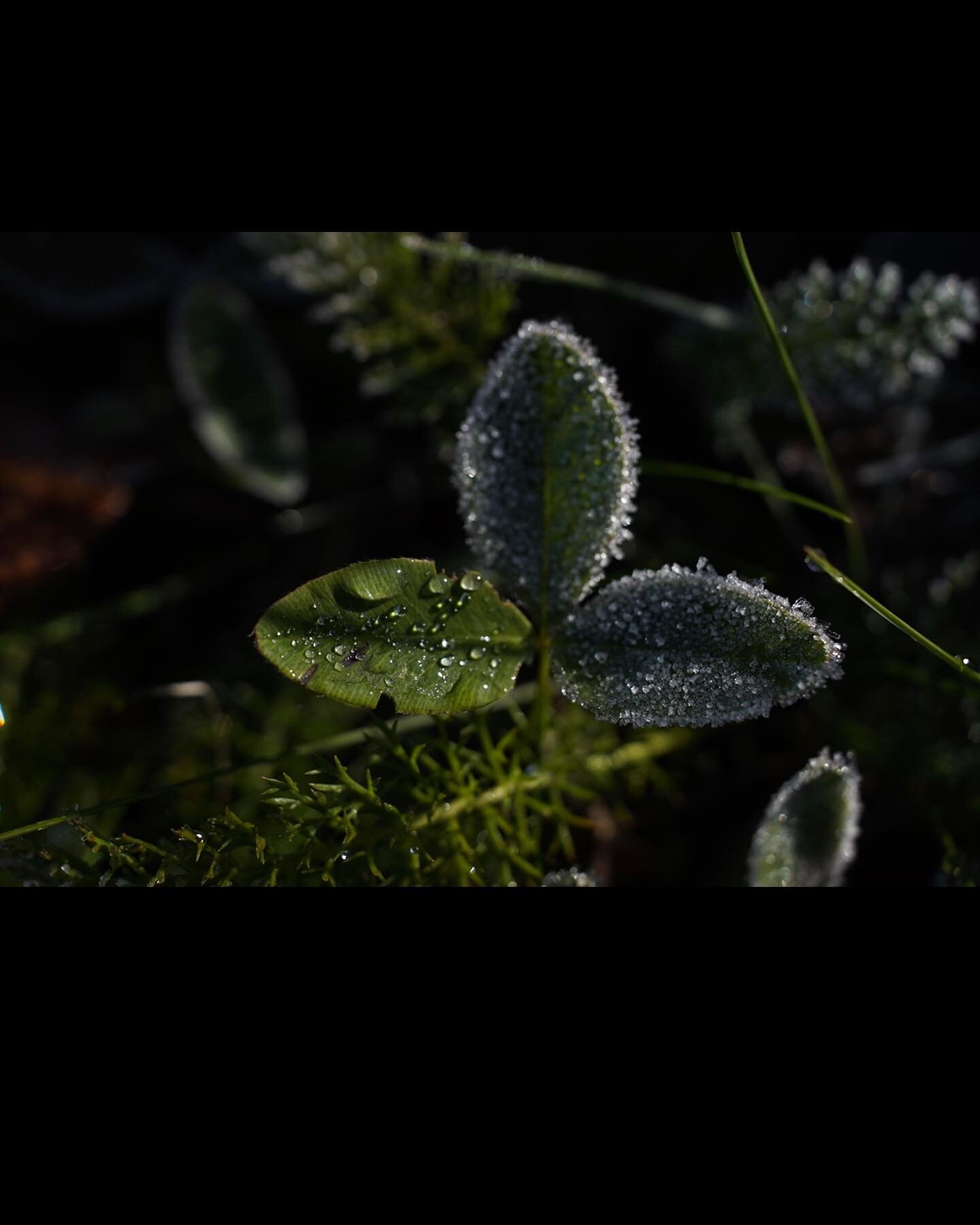 Jorin upeita kuvia aamulta @onlyhere4theburgers  #nature #naturephotography #frozen #visitfinland #autumn #kuura #luontokuva #luontokuvaus #lohja #luontoon