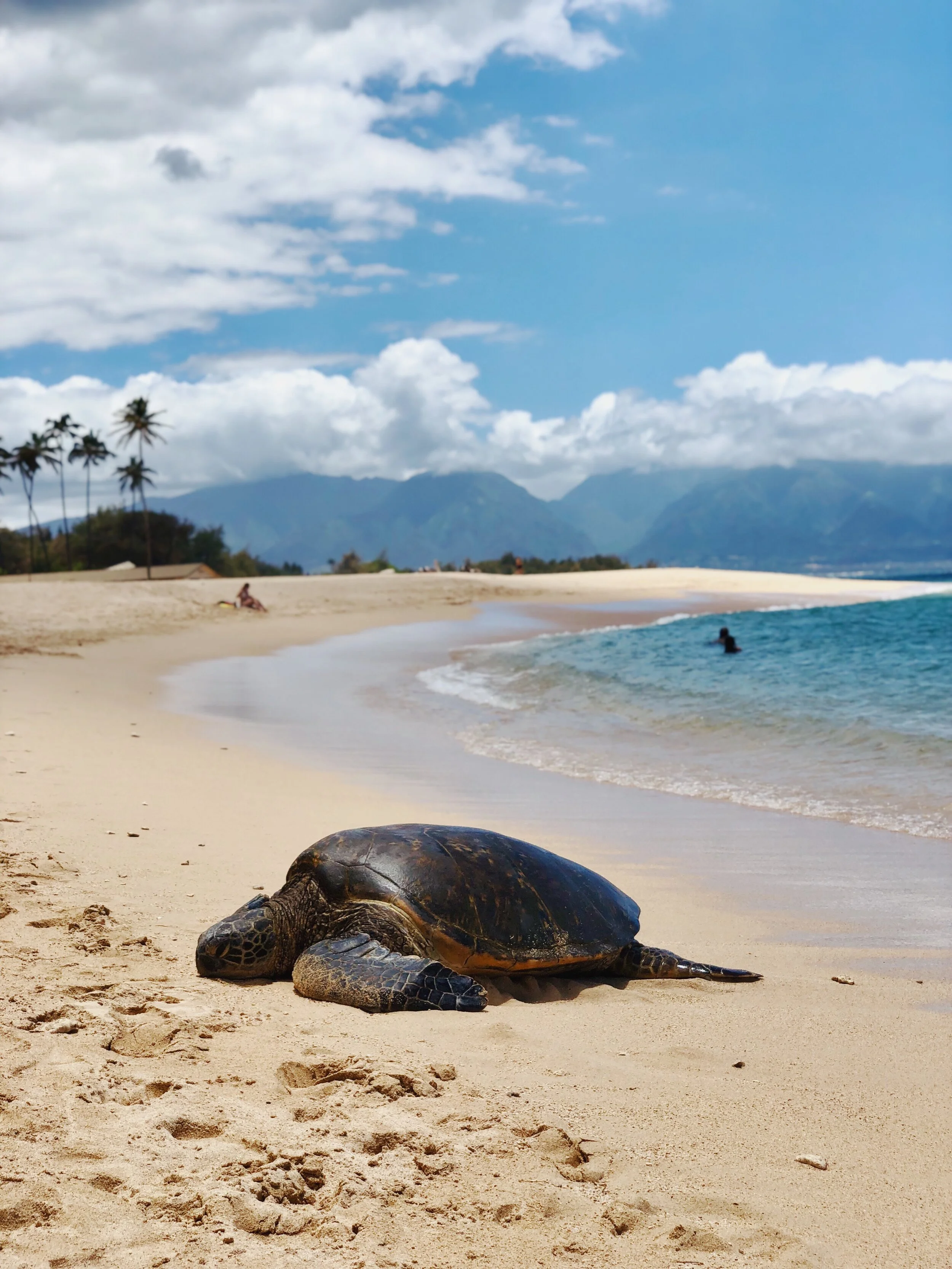 Love, Marriage, and a Babymoon