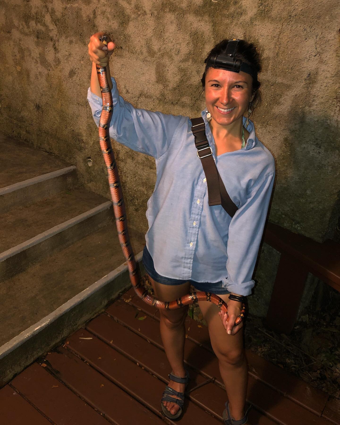 Vacation milestone achieved: catch a snake bigger than you!

Tropical Kingsnake (Lampropeltis triangulum), this beauty was traversing the wall on the walkway to our room last night. Its bright red, yellow and black bands have evolved to trick a wary 
