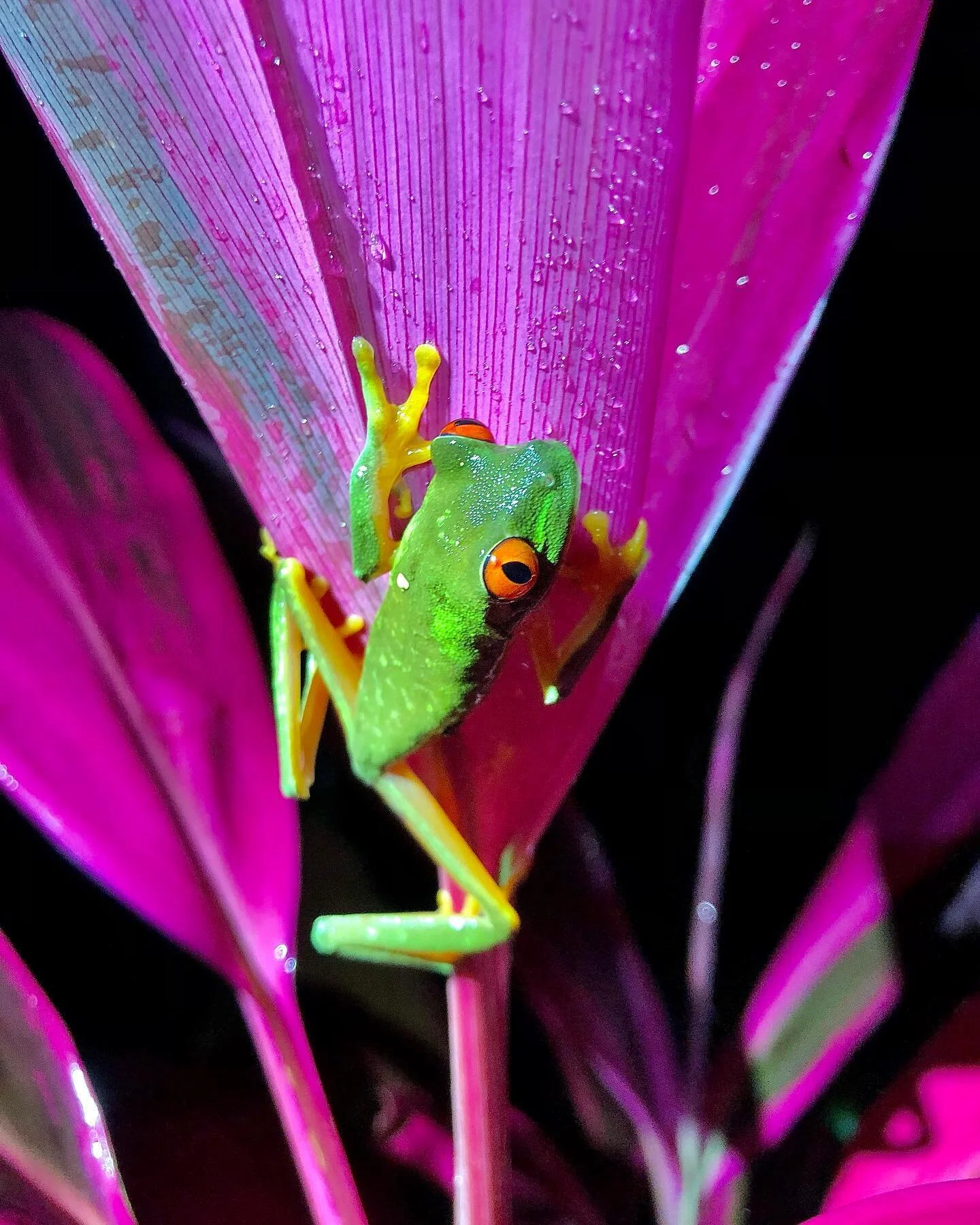 Starstruck!

Ever since I was a kid flipping through Ranger Rick magazines, I've dreamed of seeing a Red-eyed Treefrog in the wild. Unmistakable, this quintessential, arboreal frog spends most of its time residing in the treetops, only coming down to