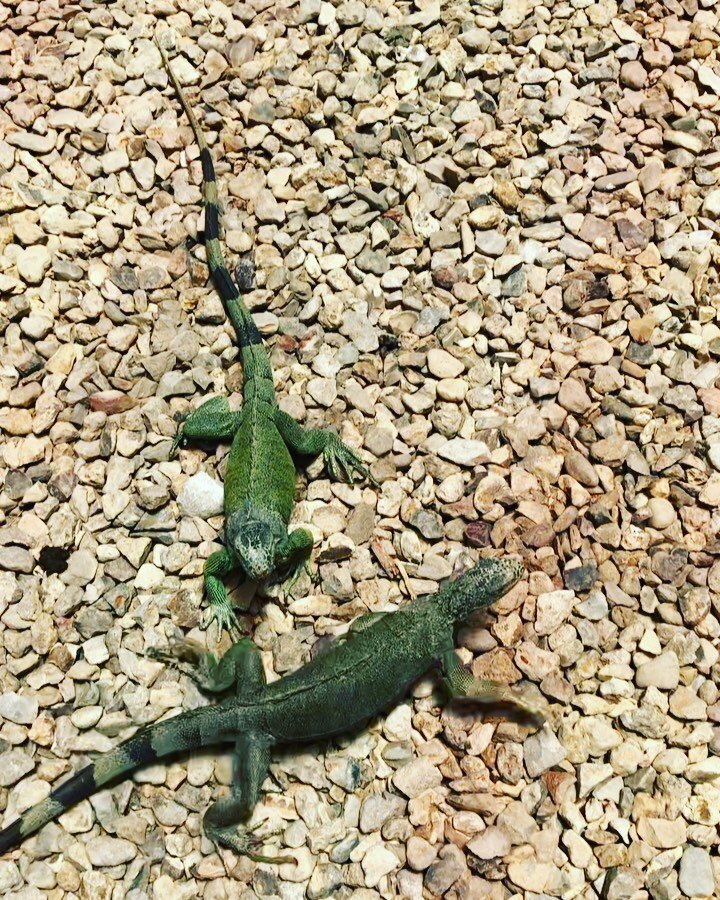 Pretty sure my personal heaven is being covered head to toe in lizard friends 

The @iguanaconservationprojectbze in Belize is a grassroots organization whose mission is to bring the Green Iguana (Iguana iguana) back from the threat of extinction in 