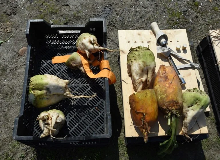 Workshop Farming Sugar / Cultivating Salt - De Onkruidenier