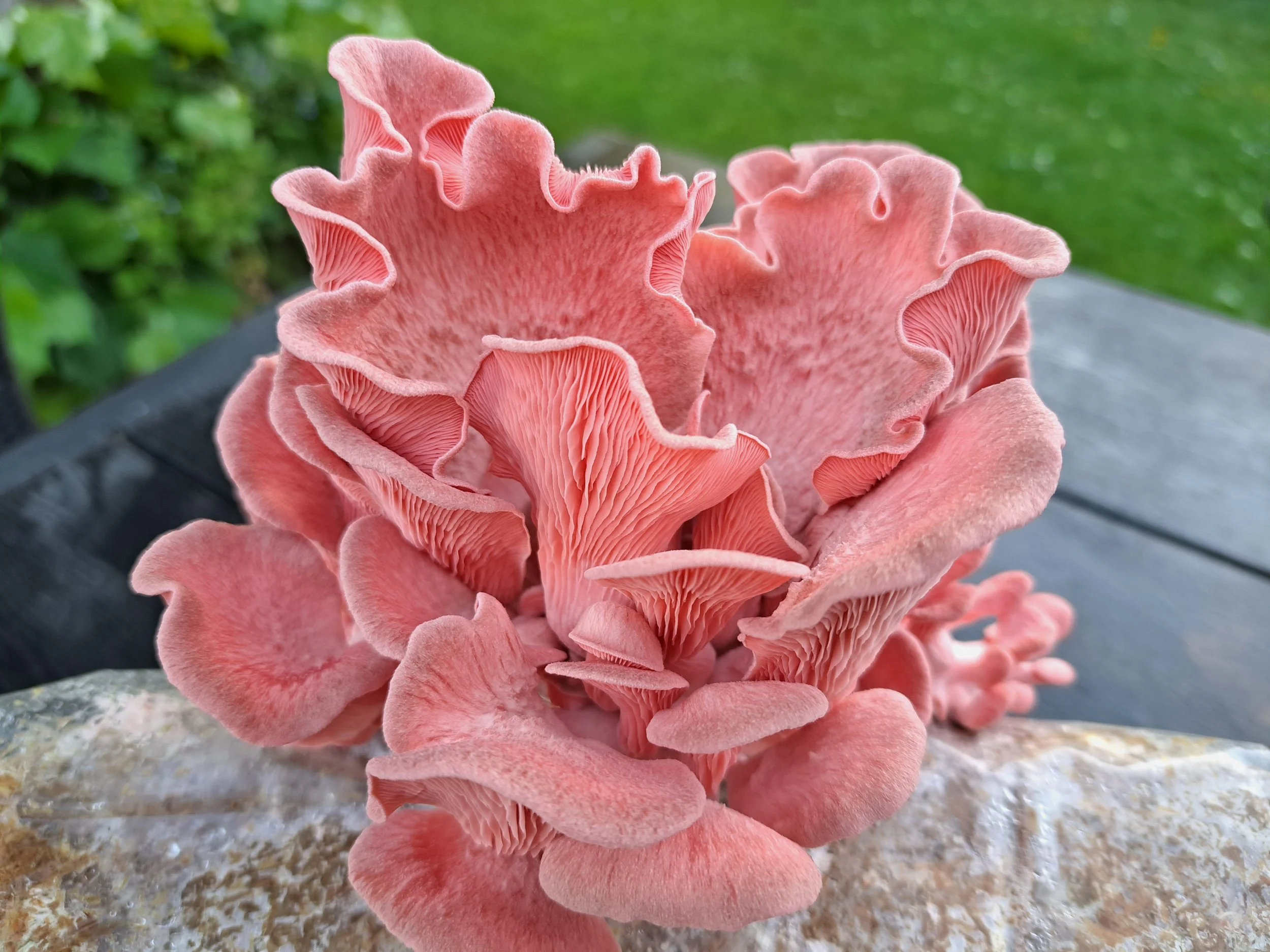 Pink Østershat. 300 gr. mycelium dyrket på korn. variant ML2310  Sakura Østershat Fra mycolaps.pl