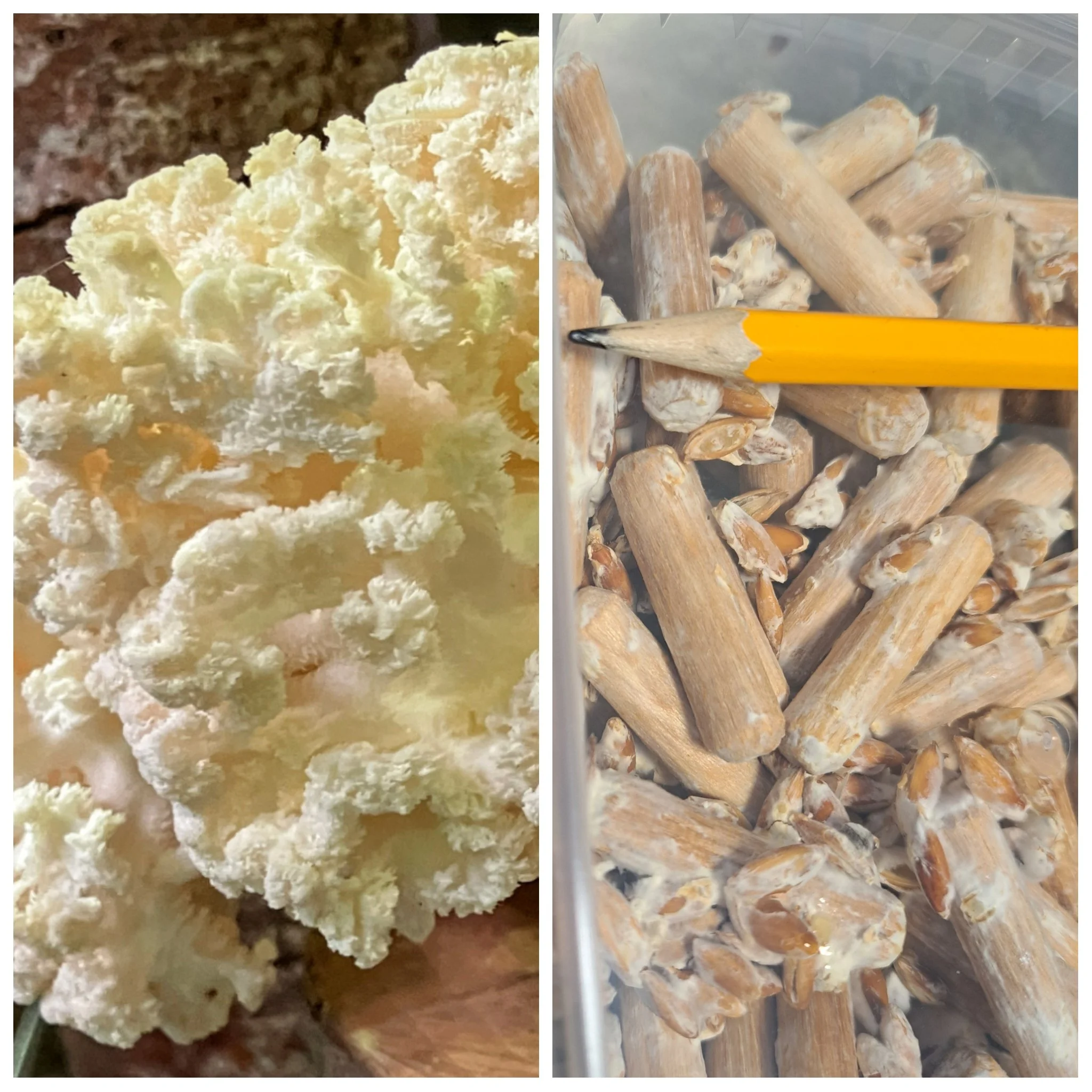 Nyhed - Koralpigsvamp - 100 stk dyvler med mycelium, klar til brug. incl. voks.