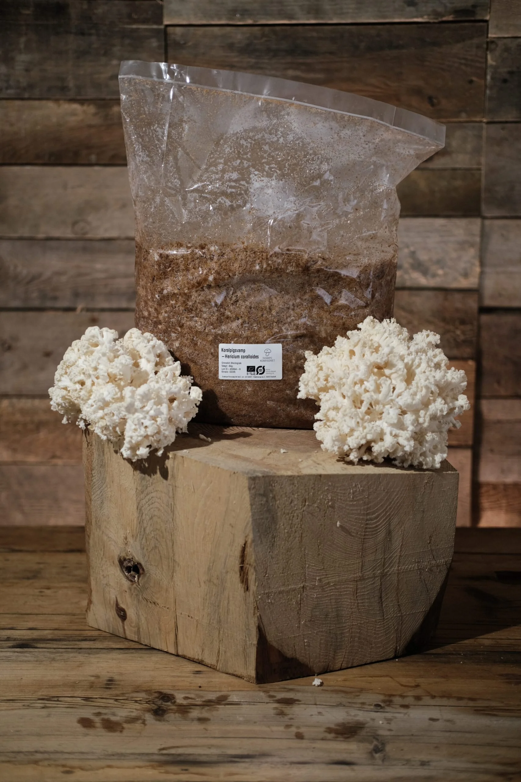 Proff. svampe blokke, og mycelium i 3 kg. poser se:   https://svampeshop.dk/shop-2/