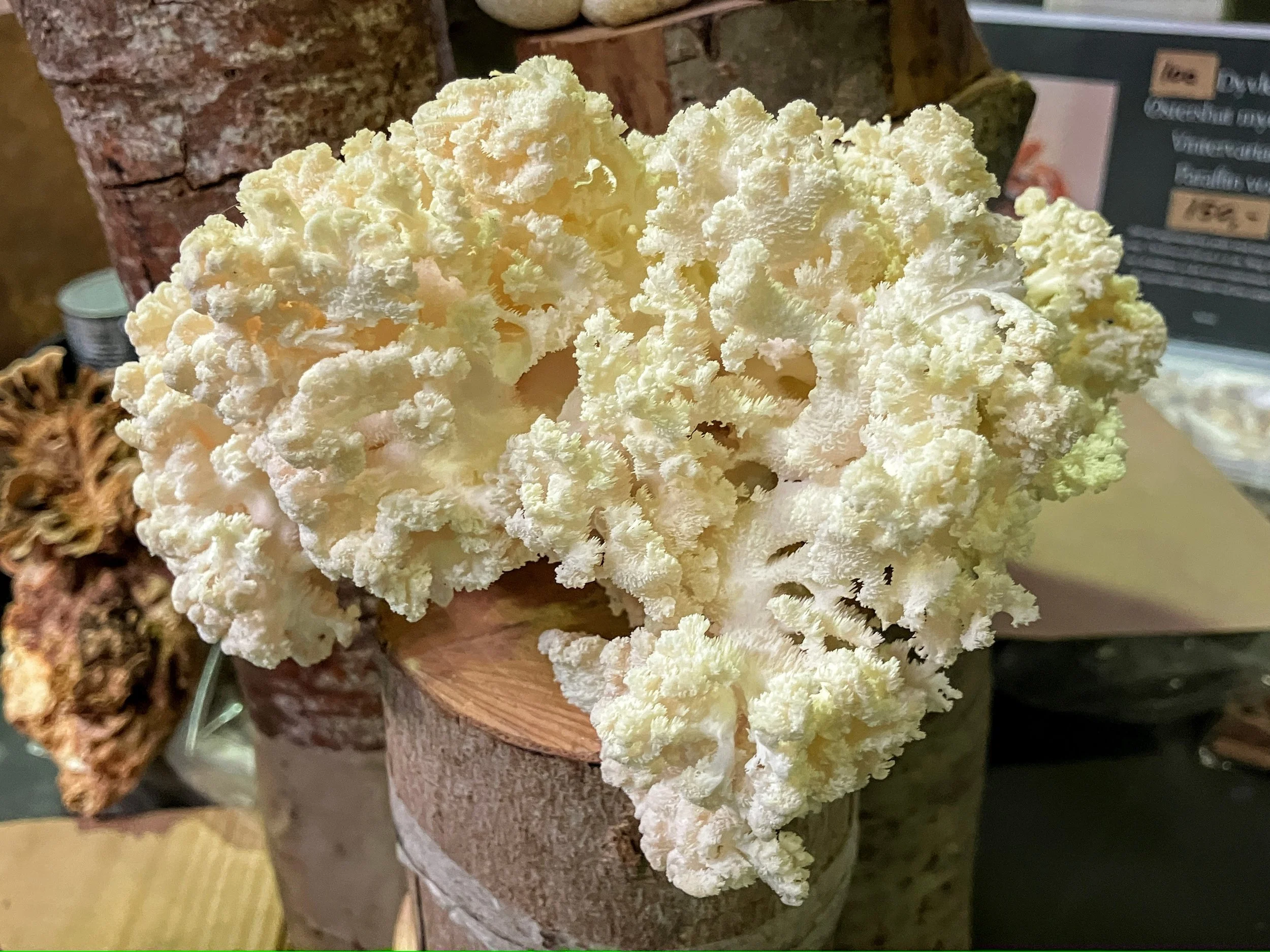 NYHED -KoralPigsvamp - 1 kg mycelium dyrket på savsmuld