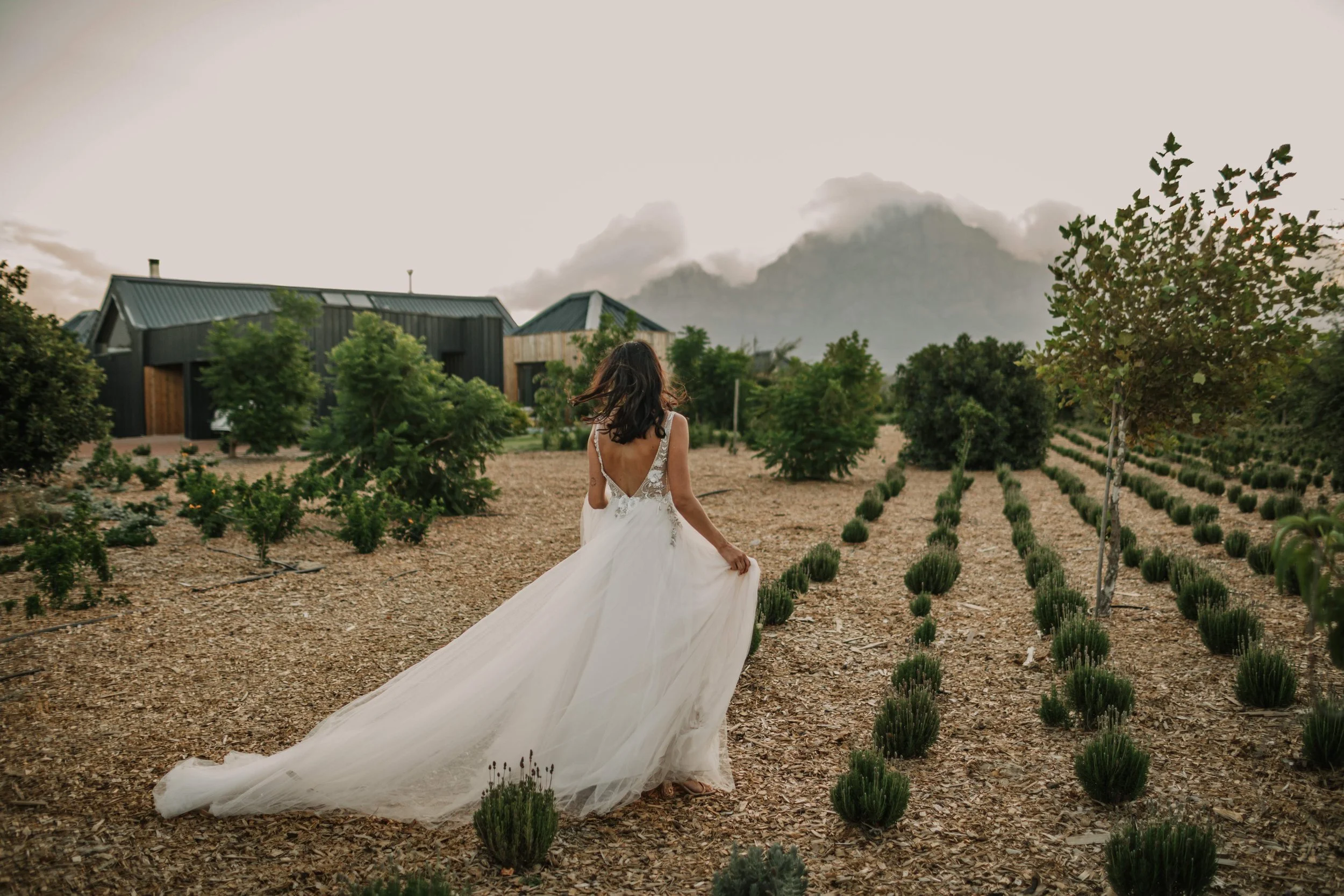 A woman in a white wedding dress walking through a field of lavender plants with mountains in the background.