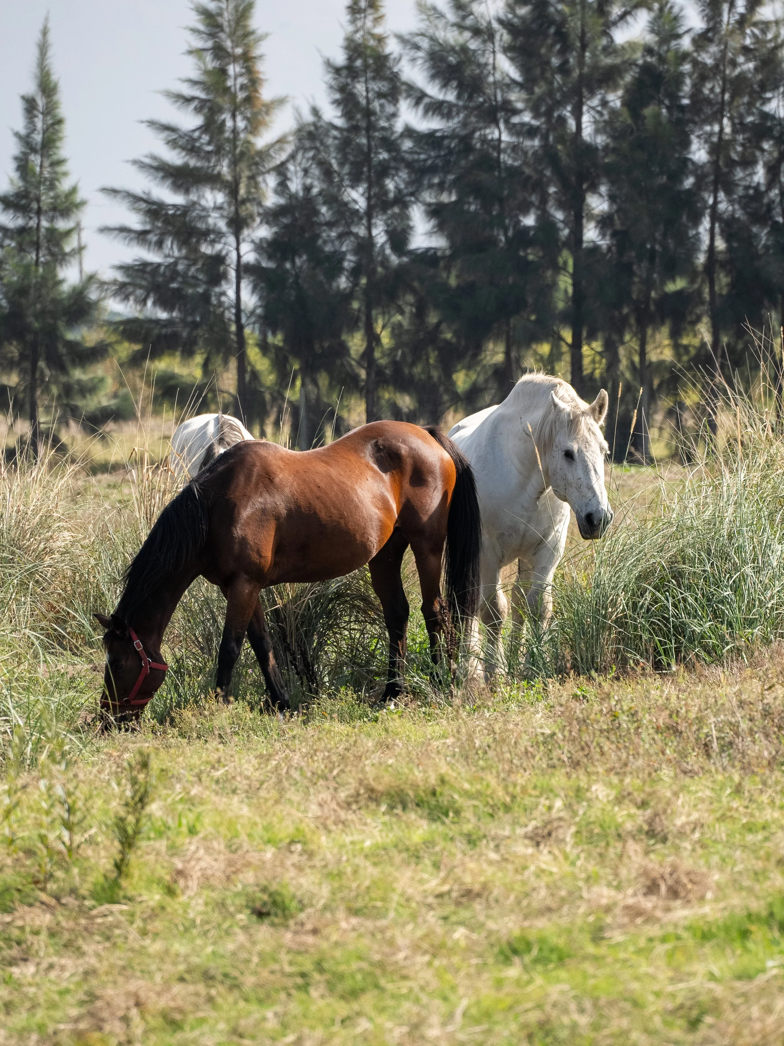 Two horses grazing in a grassy field, with trees in the background.