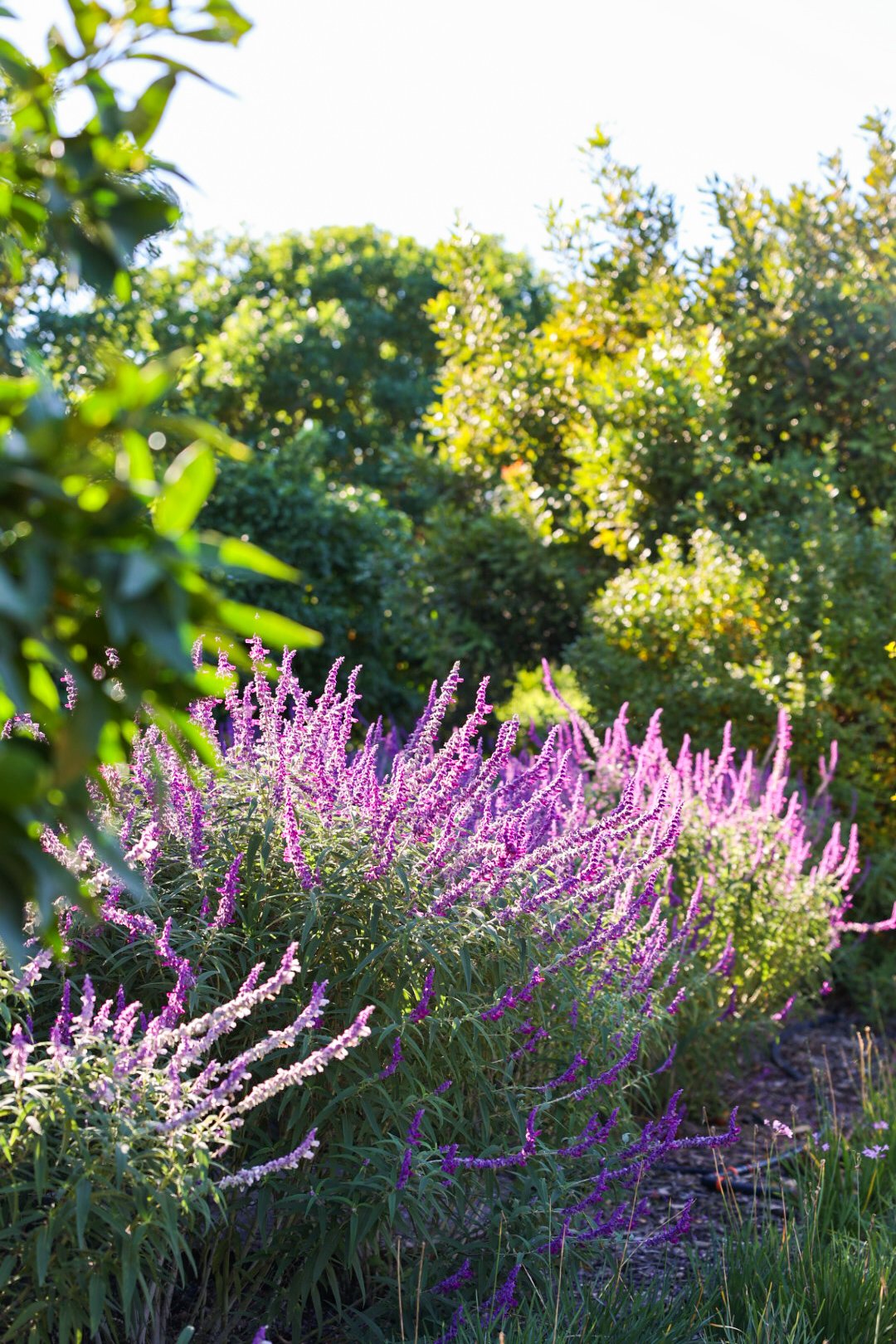 Natural surroundings and mountain landscape at Ludus Magnus 5 Star Luxury Boutique Hotel in the Franschhoek Winelands.