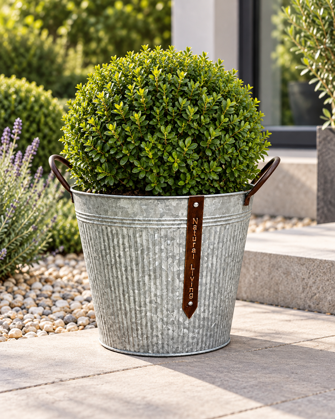 Galvanised Planter with Boxwood Topiary.png