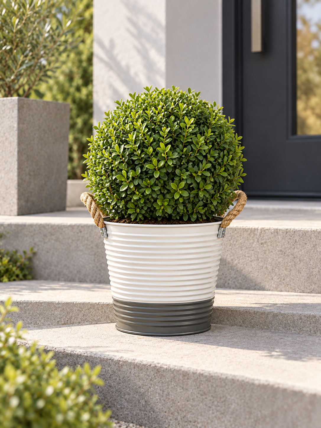 Ribbed Planter with Boxwood Topiary.png