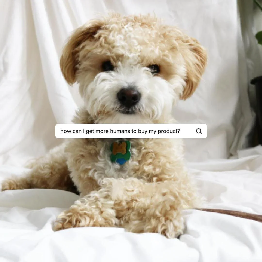 📺 Today on Pep-talks with Peanut, we're chatting about 𝘯𝘰𝘵-𝘴𝘰-𝘴𝘦𝘹𝘺 SEO.⁠
⁠
Peanut is ready to throw his computer out the window because his website isn't performing. He can&rsquo;t find a simple answer to &quot;How can I get more people to 