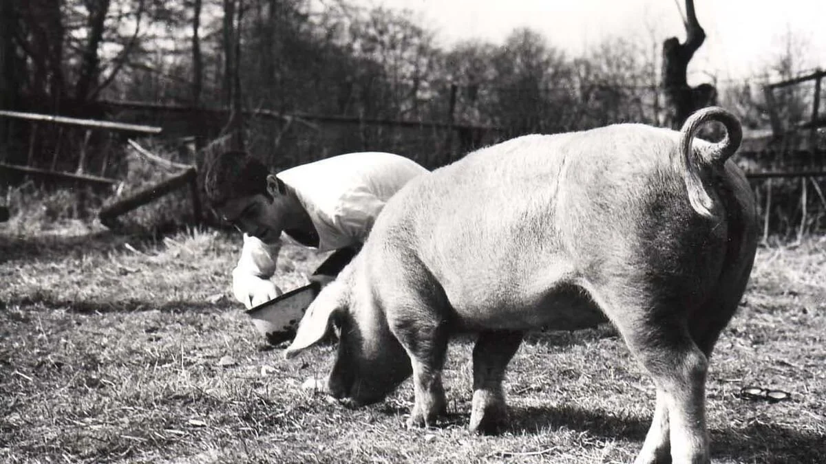 wedding trough-1200-1200-675-675-crop-000000.jpg