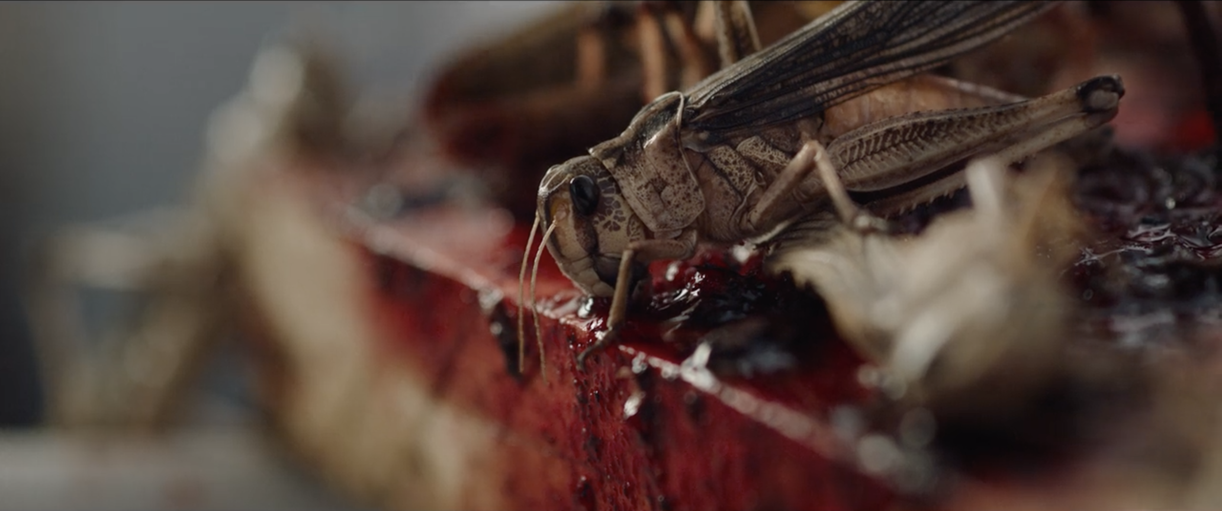 [Editorial] Mommy’s Busy: Punishing Maternal Ambition in The Swarm