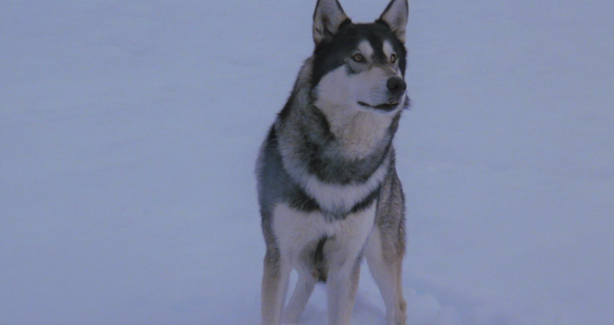 [Editorial] 10 of the Best Snow-Filled Horror Movies