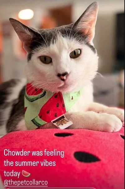Chowder is the perfect model for Watermelons the summer.  