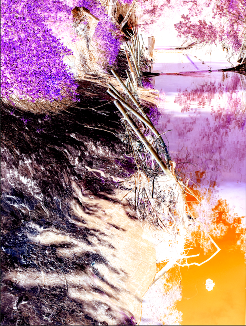 Through the woods.png