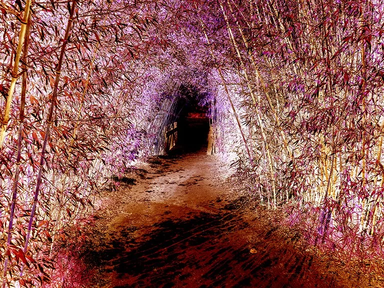 Undiscovered Country