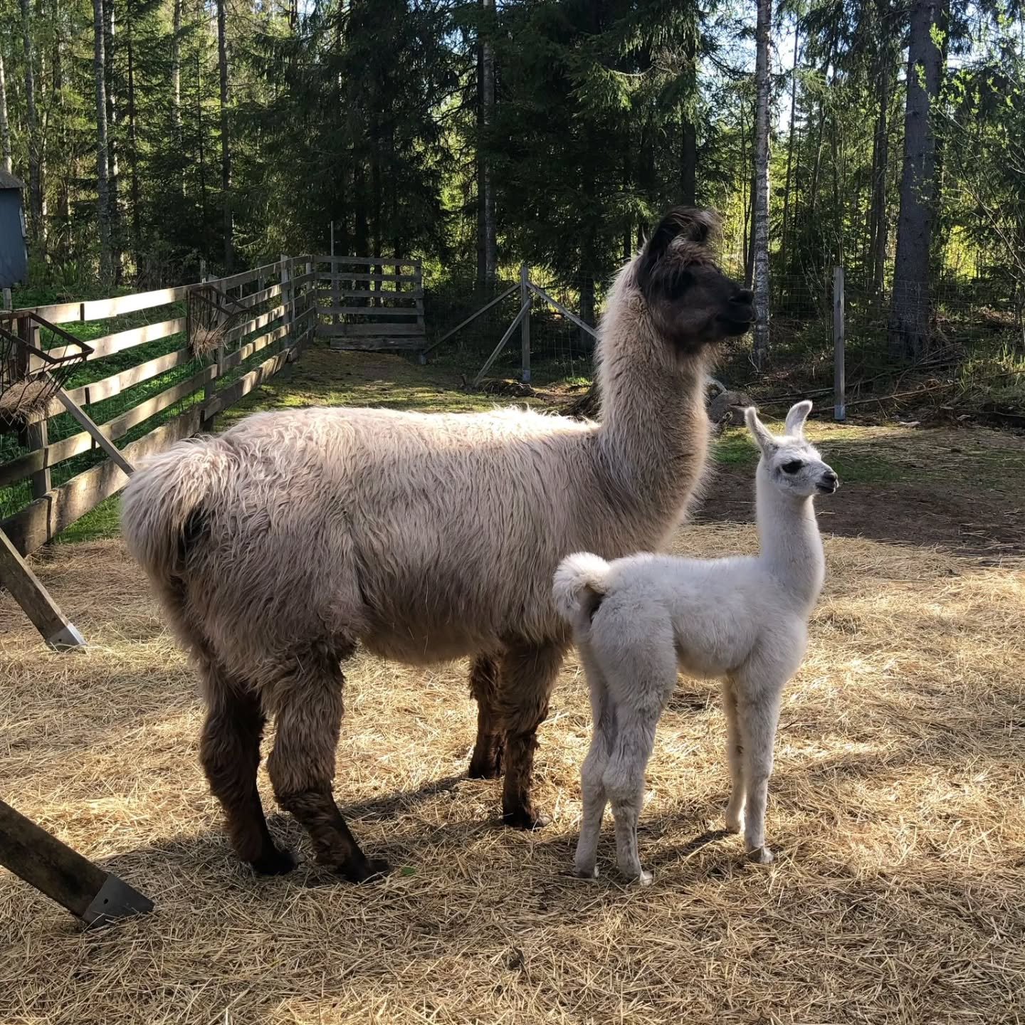 Sudet k&auml;viv&auml;t t&auml;n&auml;&auml;n katsomassa laamoja, pupuja ja koiria. Sudet saivat my&ouml;s leikki&auml;, sy&ouml;tt&auml;&auml; laamoja, olla trampalla ja sy&ouml;d&auml; ev&auml;it&auml;. Kiitos Villa Alpaca 🩷 ett&auml; saimme k&aum