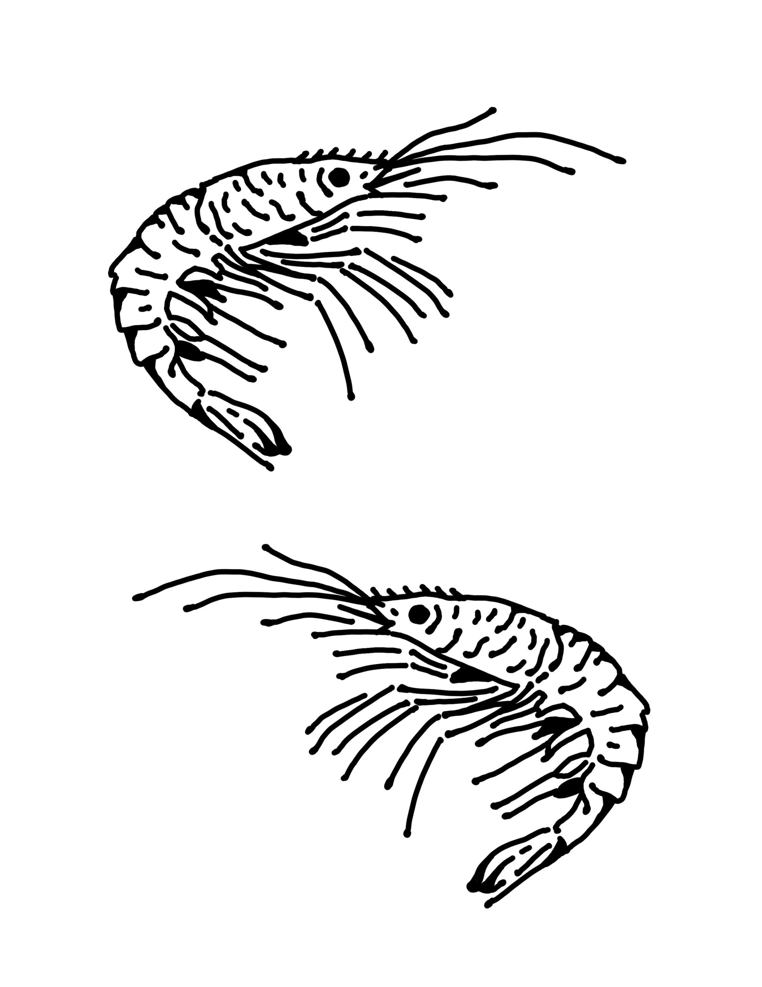26_Shrimp.jpg