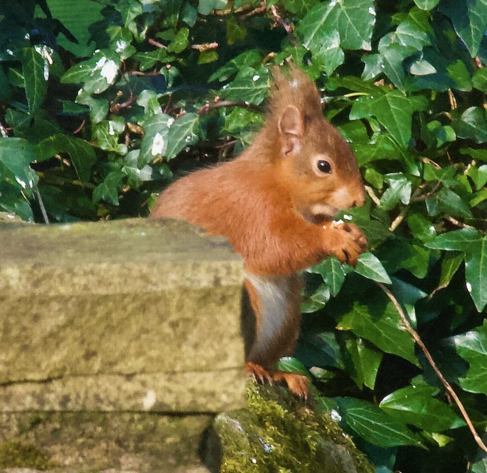 Garden guests enjoying treats!