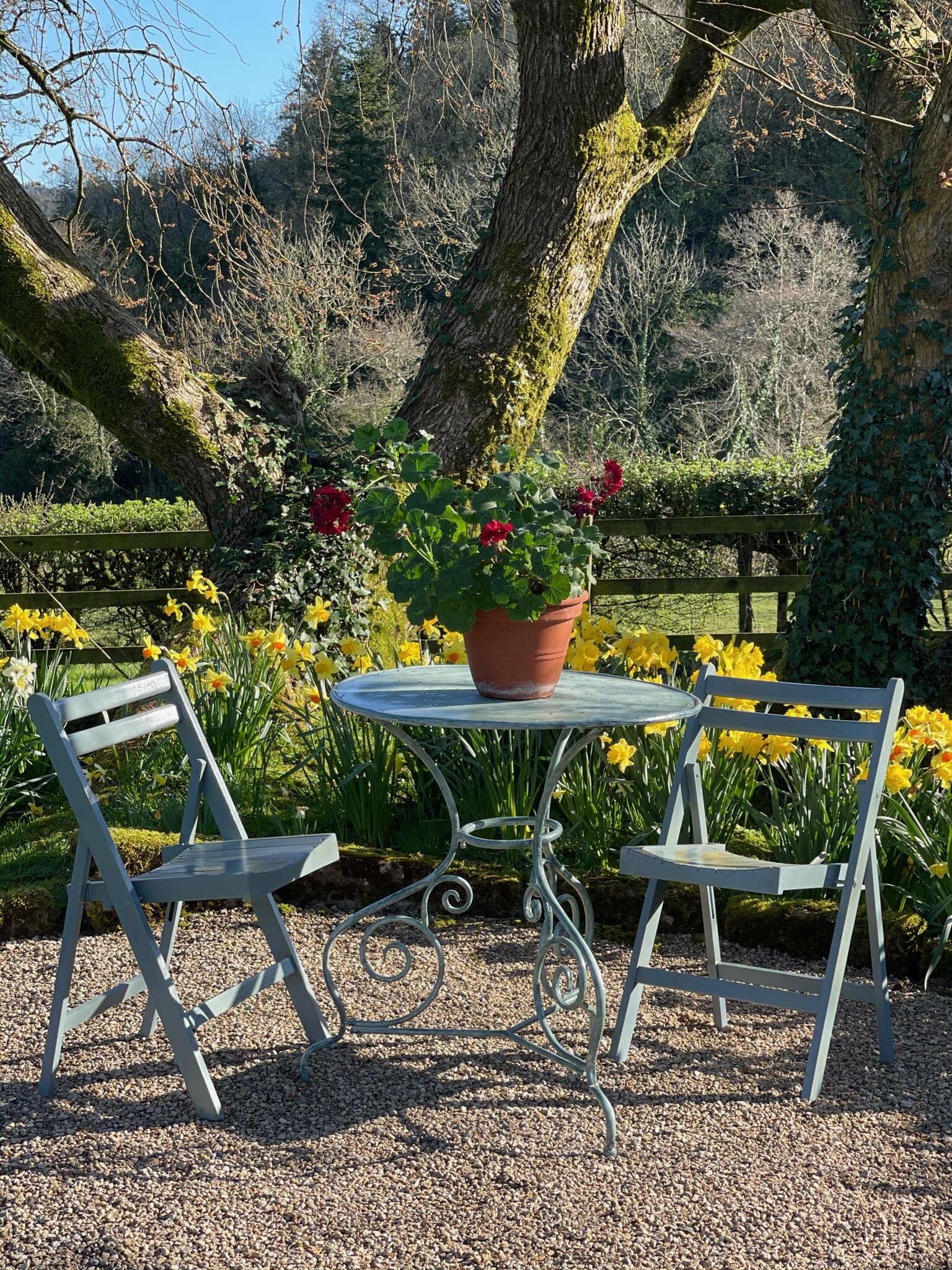 Elm Tree patio
