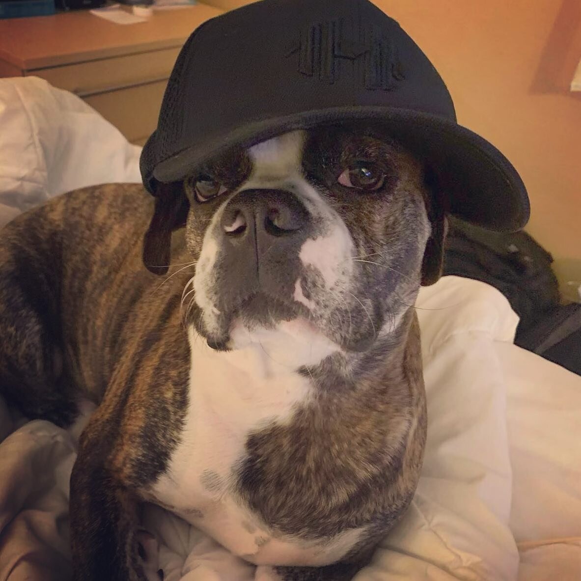 Meatball&rsquo;s #SundaySelfie game is strong 😎

He&rsquo;s relaxing and repping our new #blackonblack fitted hat. In stock for $29.99+ tax!

What are you up to this Sunday? ☀️