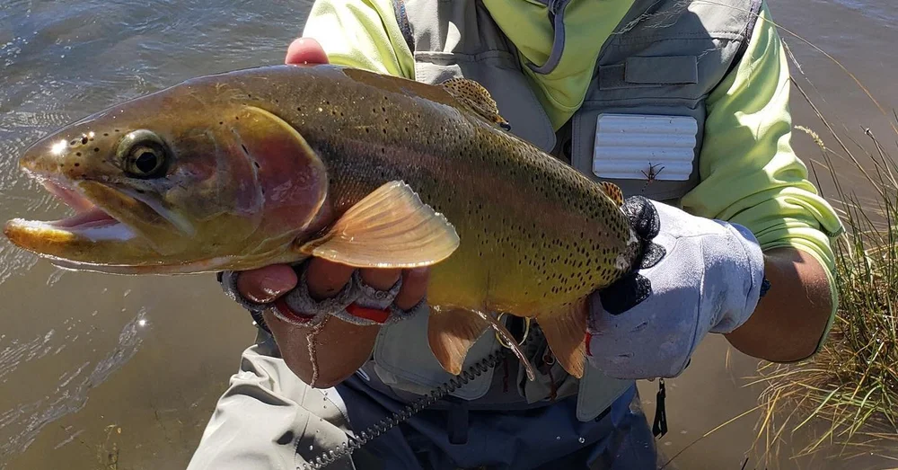 Guided Fly Fishing Trips in Breckenridge Colorado