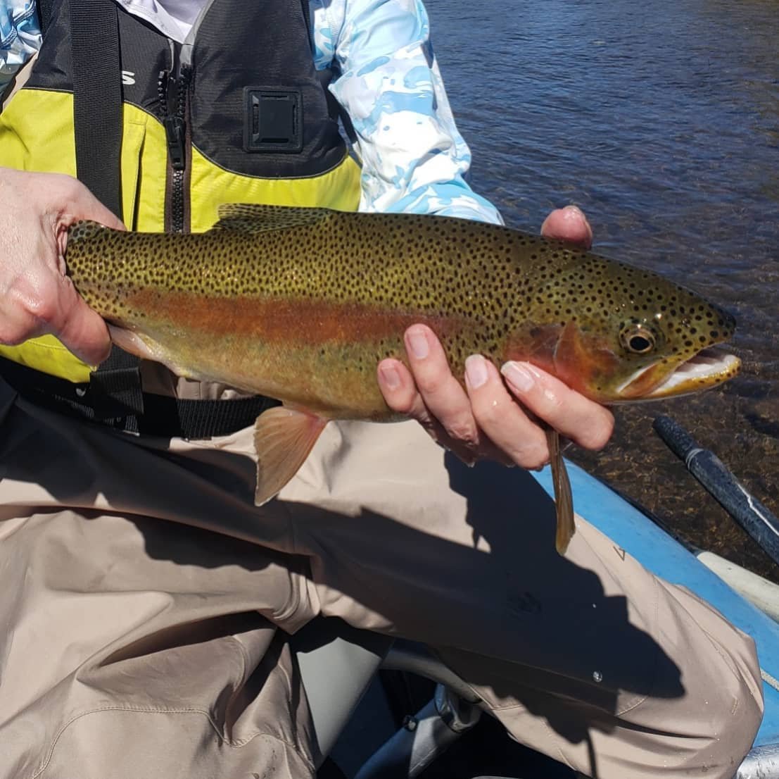 Fishing never disappoints this time of year!  Strong hatches, hungry fish, and beautiful scenery!  What more could a fly angler ask for?
.
.
.
.
.
.
.
.
.
.

#freefly #patagonia #sageflyfish #fishpondusa #olukai #flyfishing #catchandrelease #keepumwe