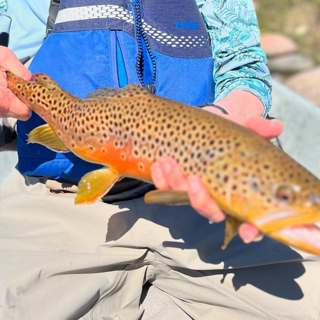 If we spot um, we got um.  #browntrout