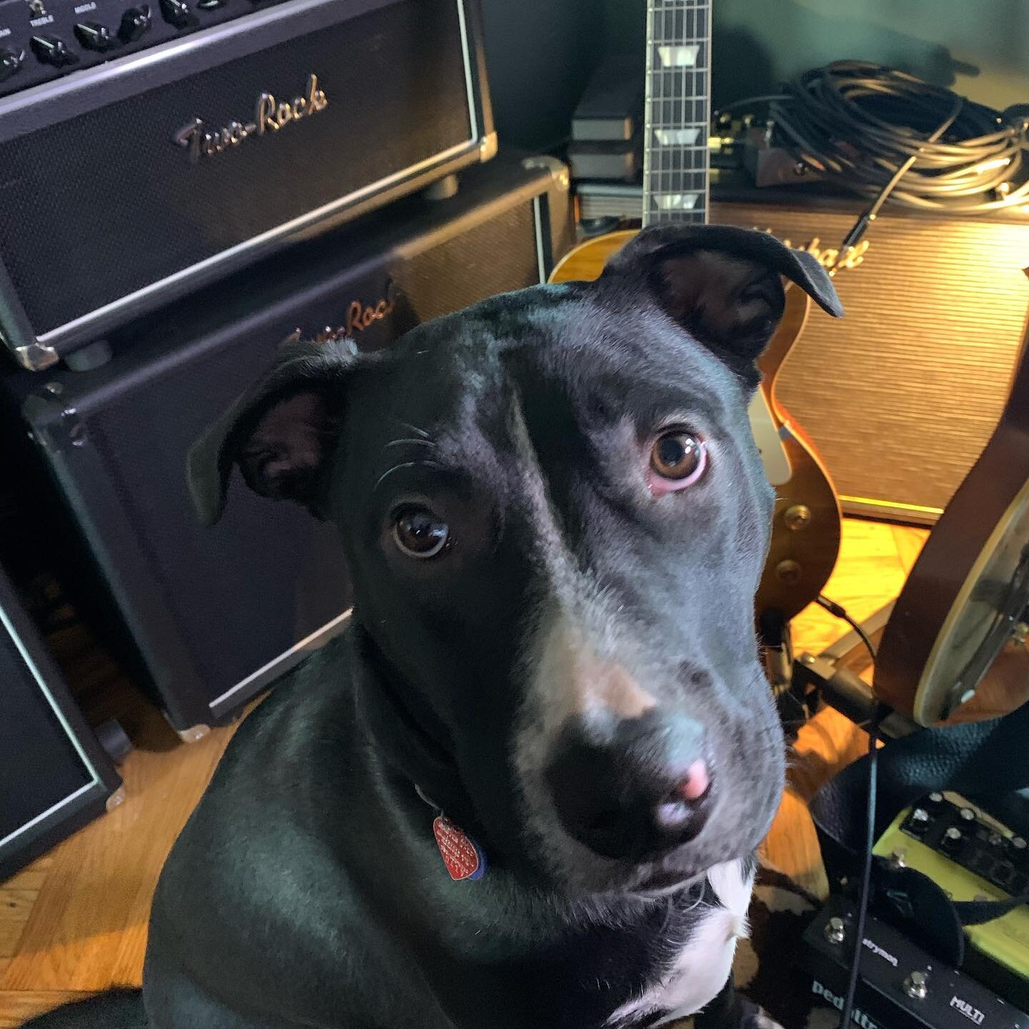 Bo is favoring the Les Paul and Classic Reverb Signature today. #smellthetone #tworockamps #animalrescue  #bo #lespaul #historicmakeovers