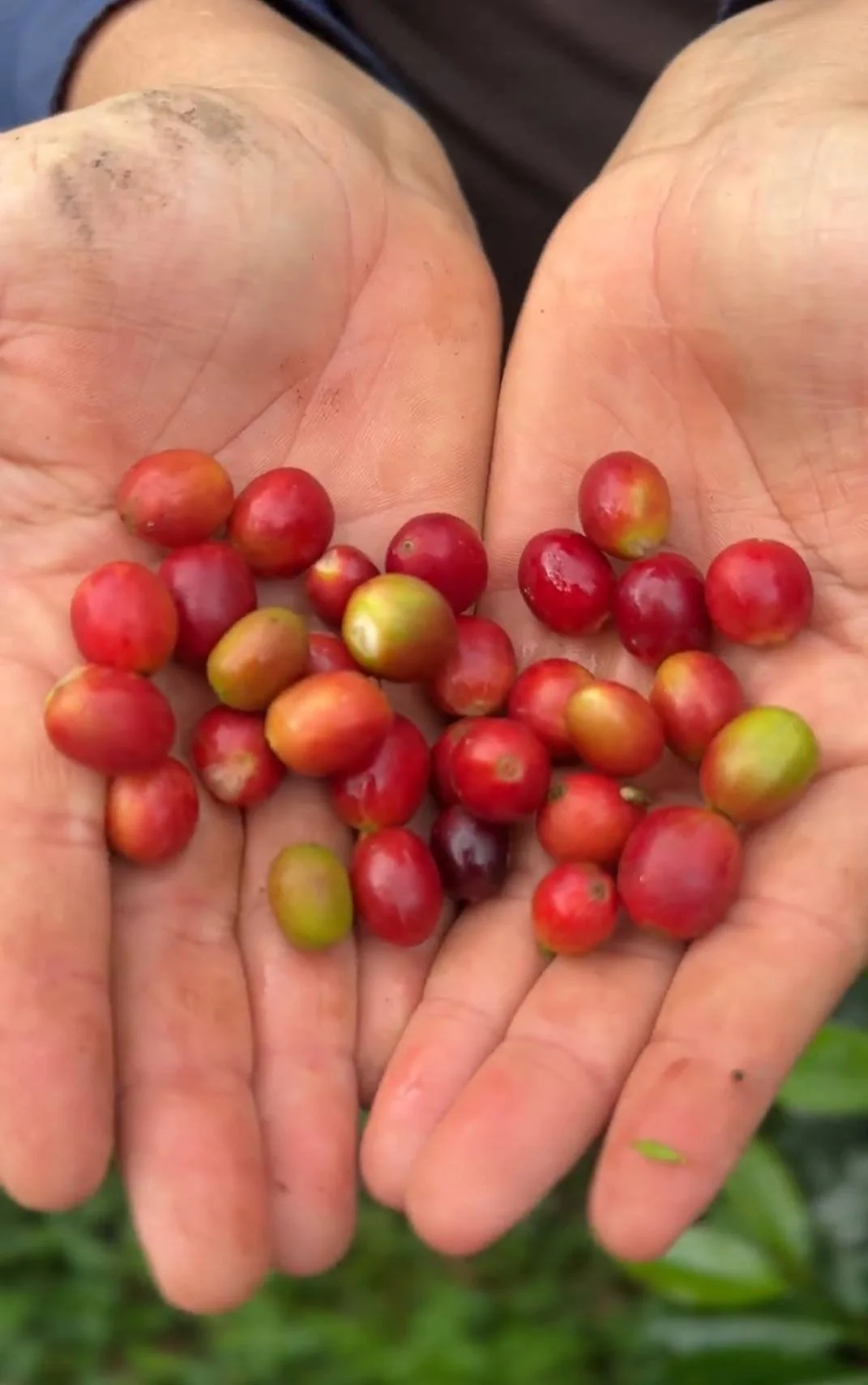 Cherries Pride.jpg