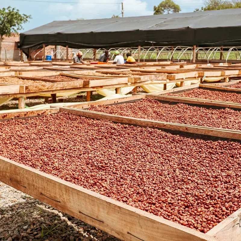 Dizzy Fruit Farm.webp