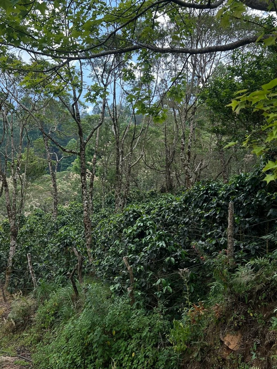 3.-Leticia-Milagros-Gonzalez-Morazan-Finca-Los-Suyates_003_Nicaragu_COE_2026.jpeg
