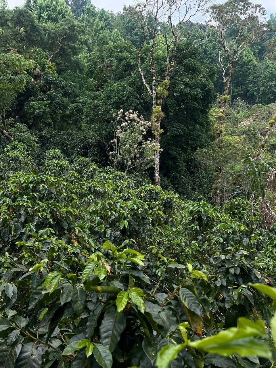 3.-Leticia-Milagros-Gonzalez-Morazan-Finca-Los-Suyates_004_Nicaragu_COE_2026.jpeg