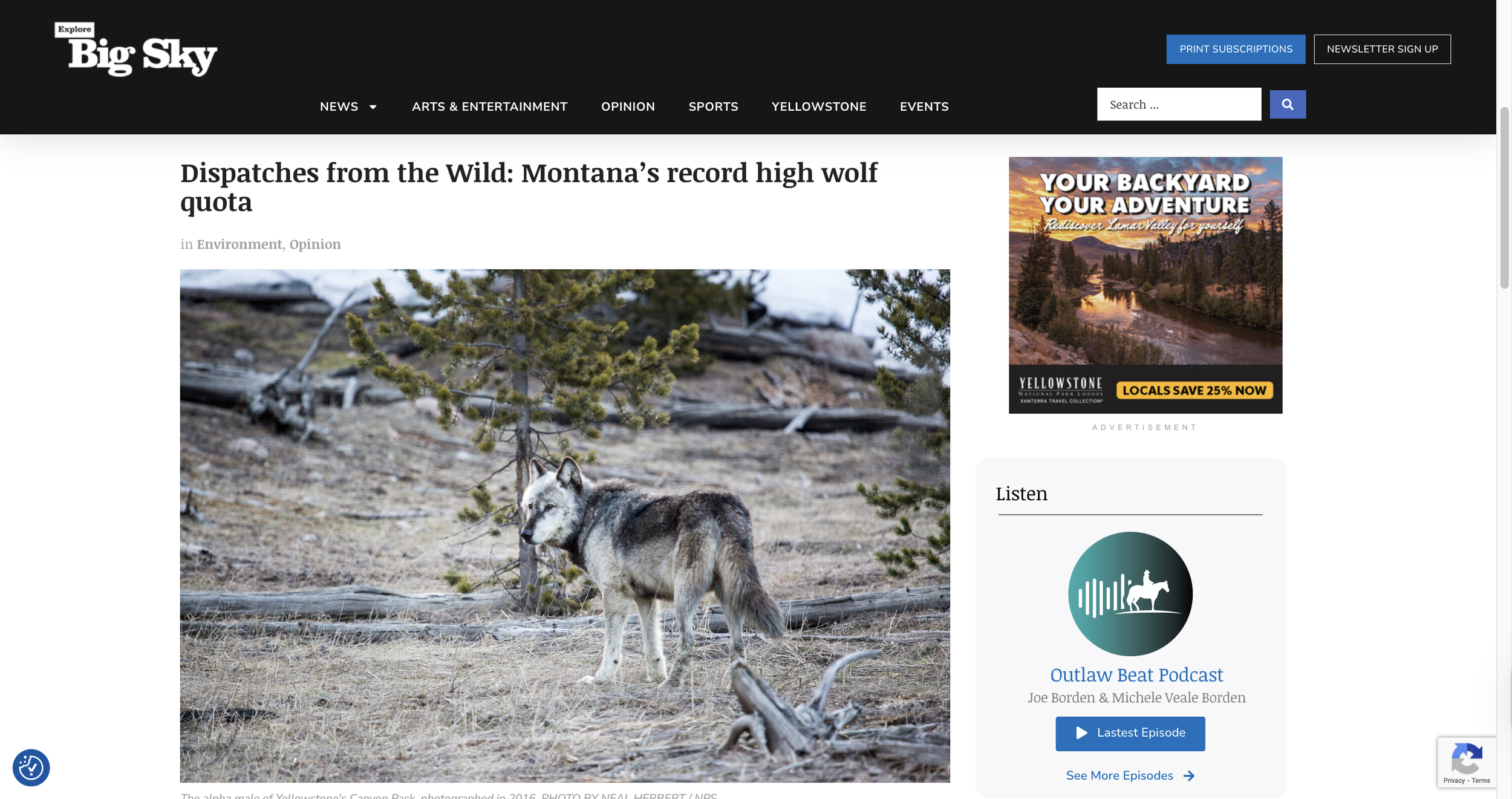 Explore Big Sky, Dispatches from the Wild, GYE, Yellowstone National Park, wolf hunting and trapping, Montana's wolf quota, Montana Fish, Wildlife and Parks