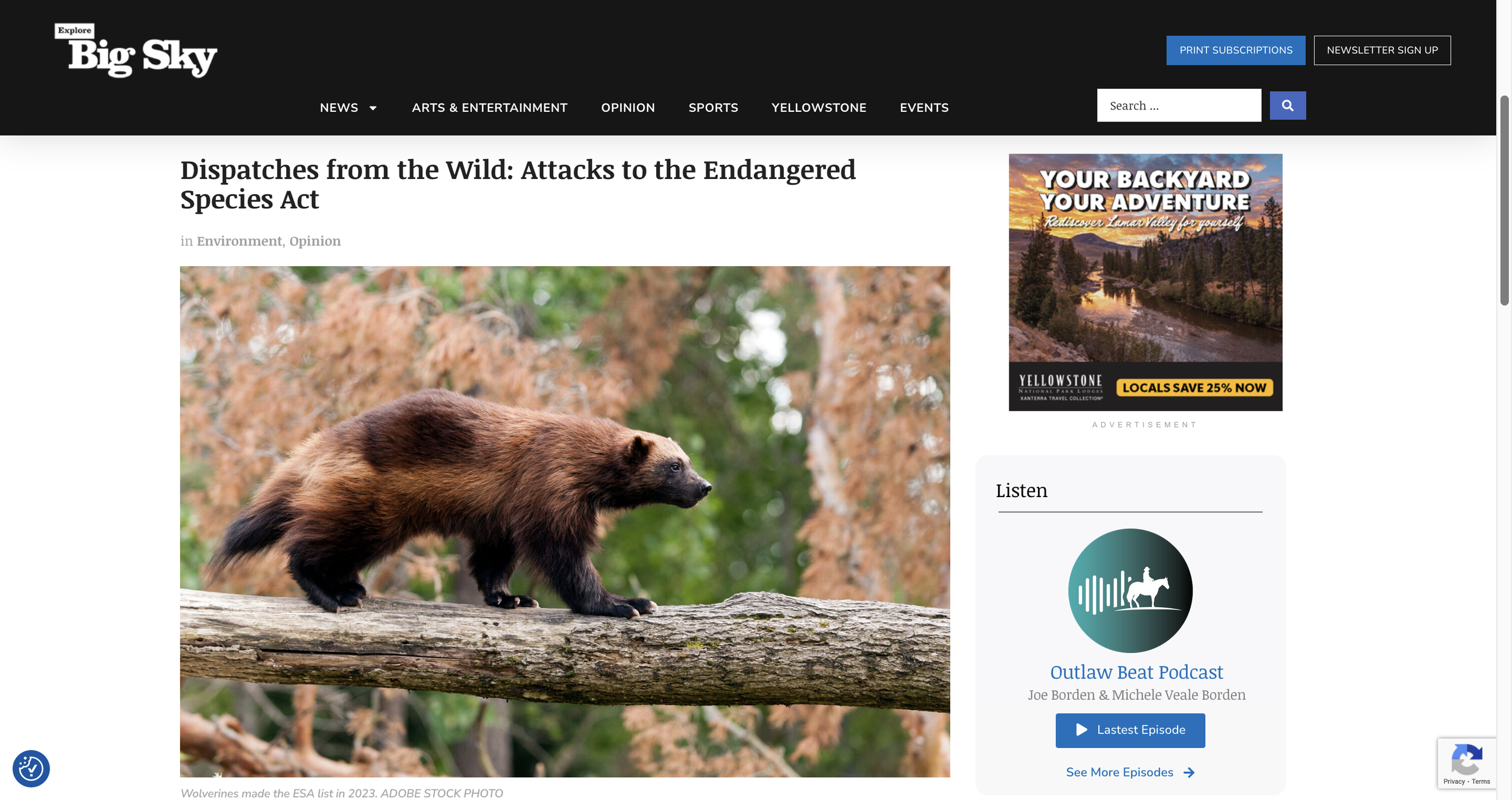Endangered Species Act, rollbacks, constant attacks by this administration, grizzlies, wolves, lynx, bison, wolverines