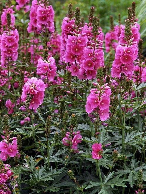 rose-checkermallow-seeds-sidalcea-malviflora-499142_496x660.jpg