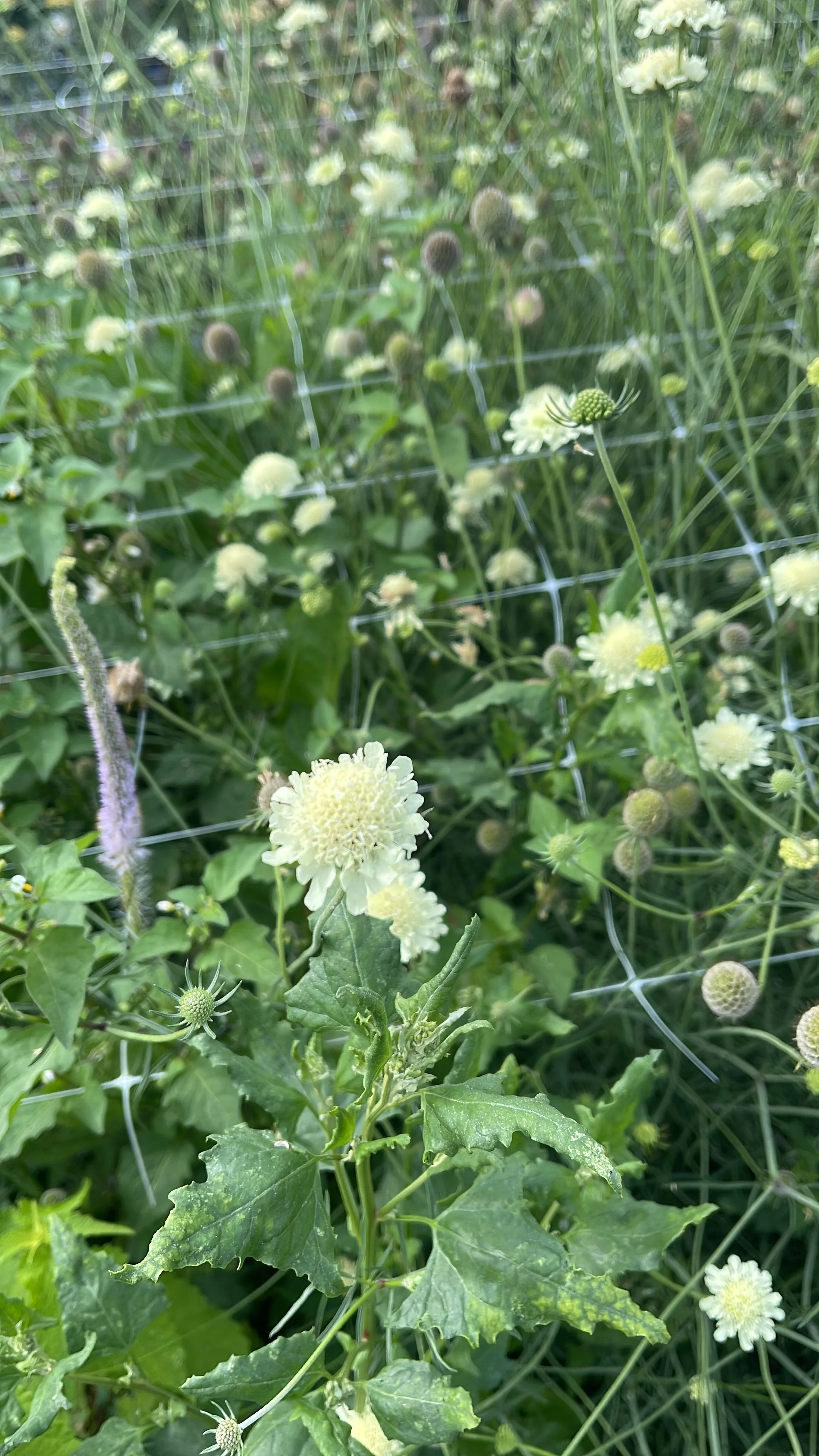 scab ochraleuca 2.JPG