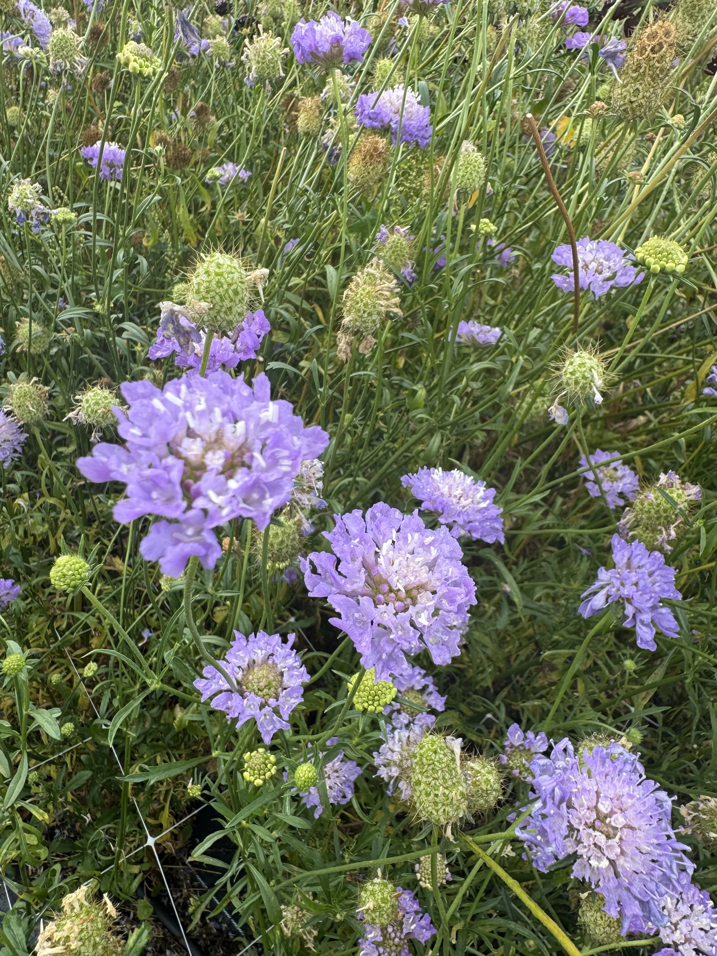 SCABIOUS - the lilacs