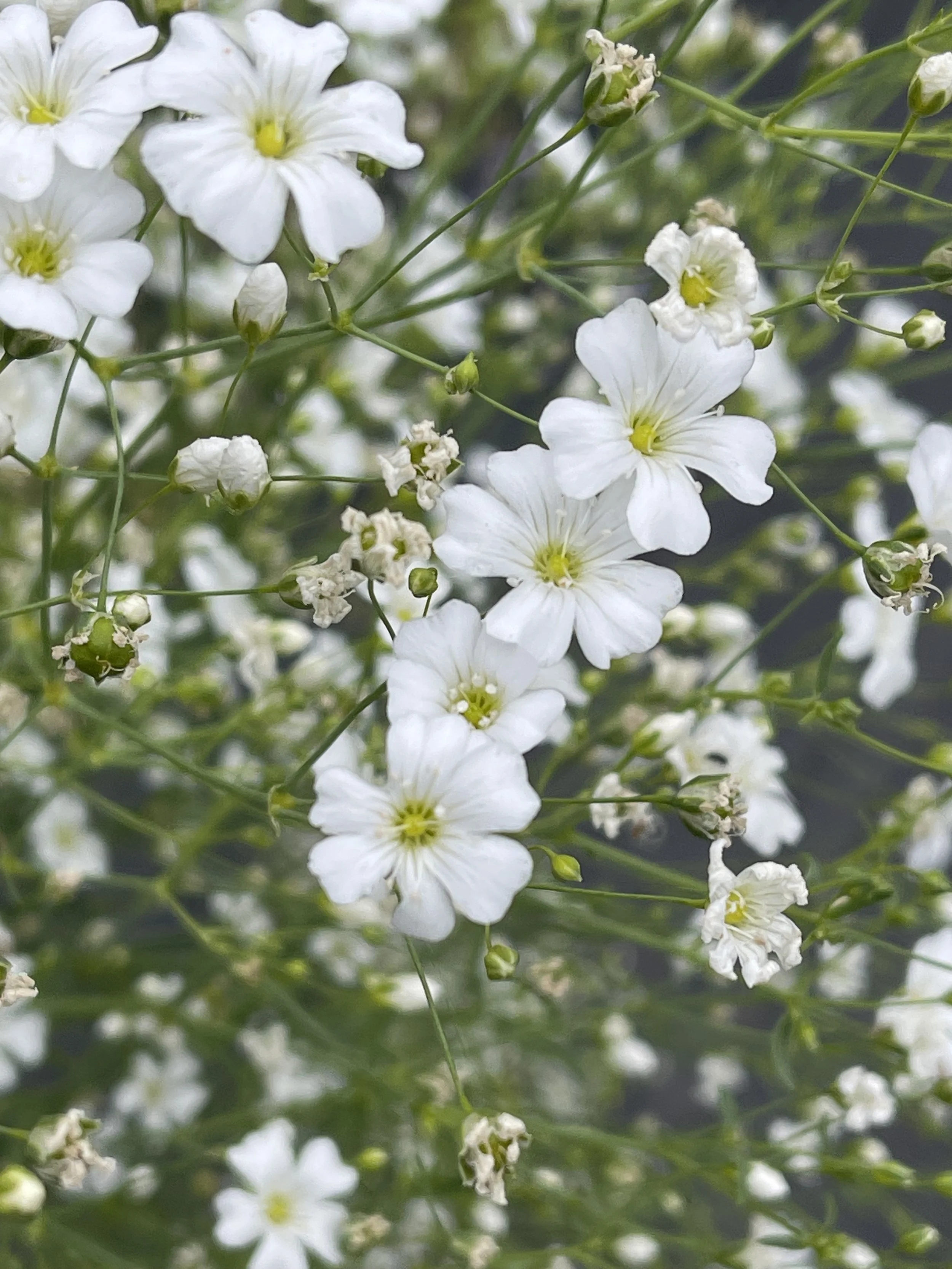 GYPSOPHILA - (not your granny's gyp...)