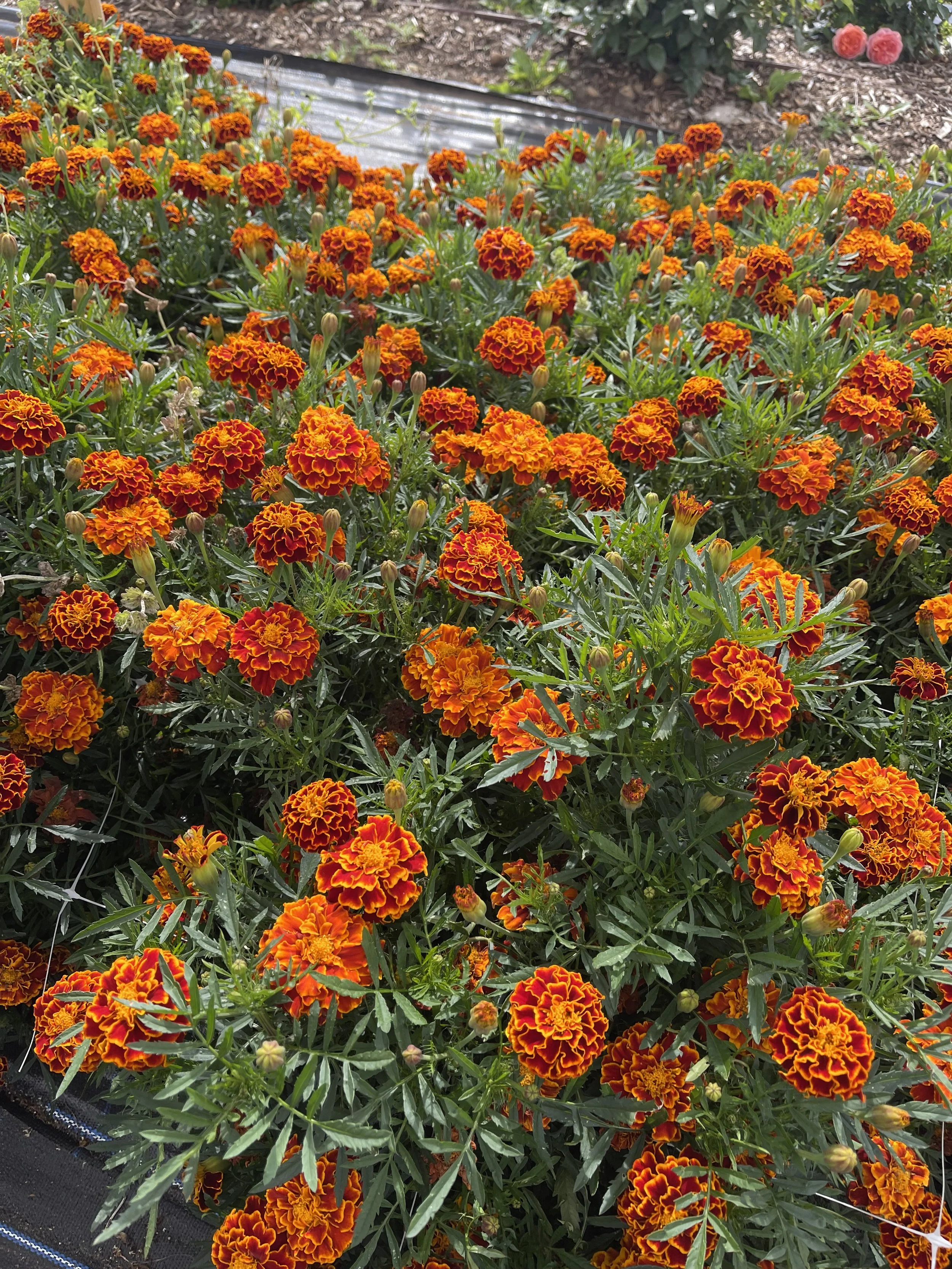 MARIGOLD - french carmen