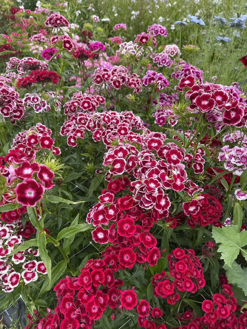 IMG_5483.jpeg.webp