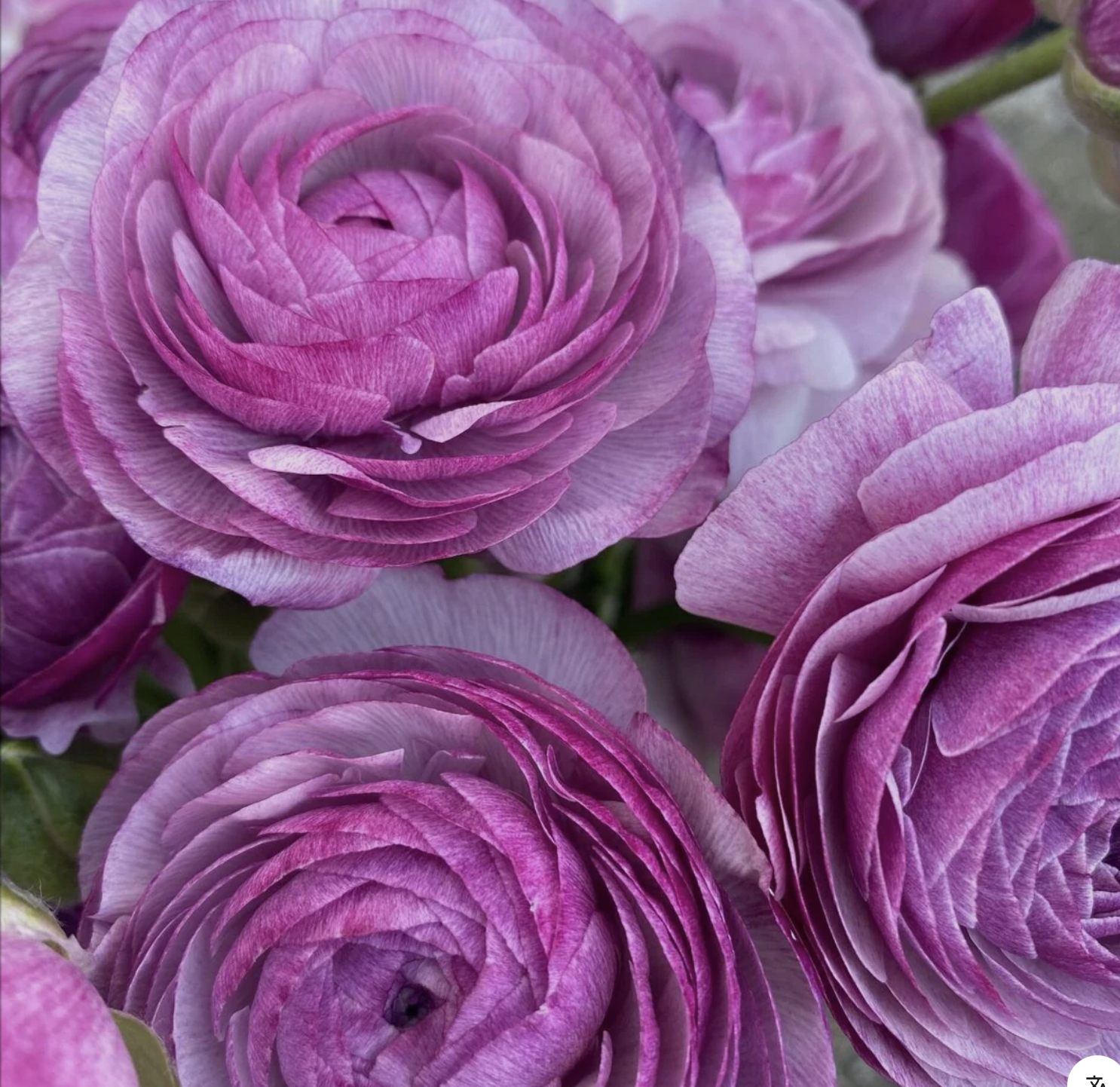 Screenshot 2026-01-16 at 12.39.57 PM.png