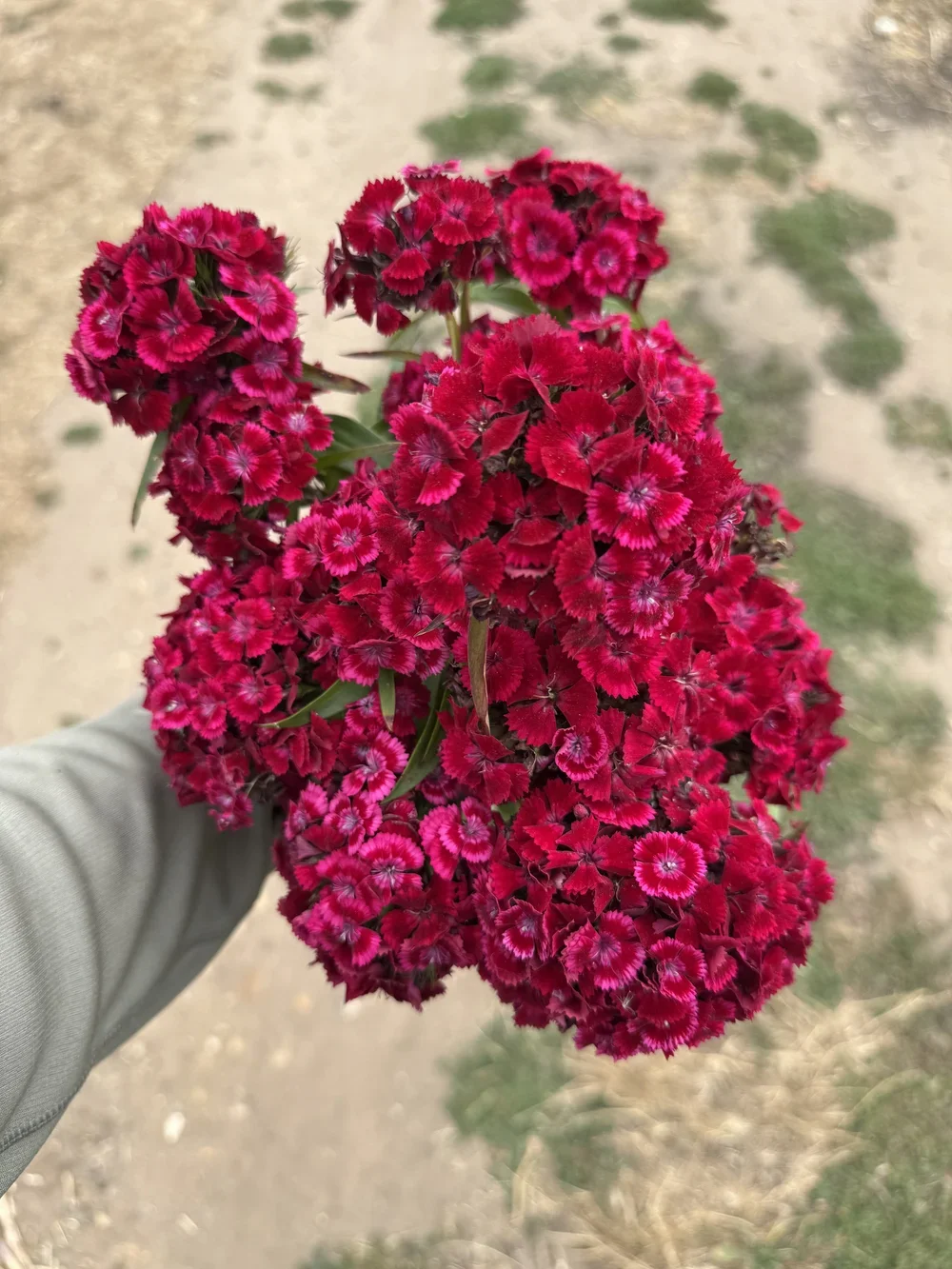 SWEET WILLIAM PLUGS- barcelona red
